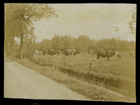 805388 Gezicht op een weiland met koeien langs, vermoedelijk, de Groenekanseweg te Groenekan (gemeente ...